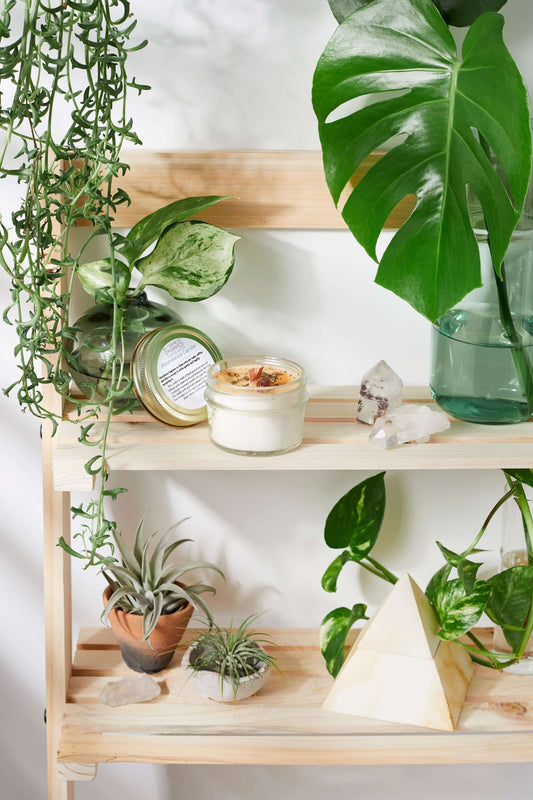 Abundance Ritual Candle displayed on a wooden shelf surrounded by various plants and crystals.